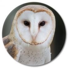 Barn Owl