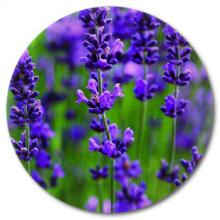 English Lavender