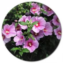 Rose of Sharon