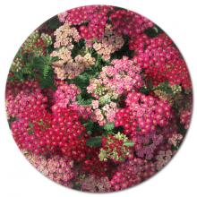 Yarrow